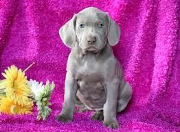  offro in adozione cucciolata di weimaraner prestigiosa e favolosi cucciolato e cucciolata di weimar