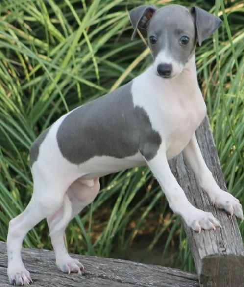  offro in regalo levriero italiano cuccioli con pedigree . cuccioli di levriero italiano siamo urgen