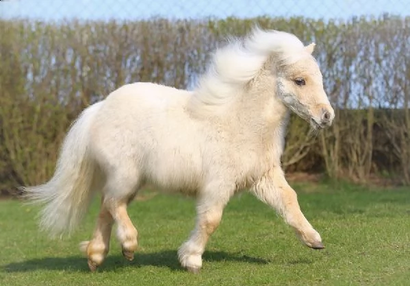 r!e!g!a!l!o! cavallo shetland pony ,