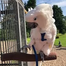 adorabili pappagalli cacatua ben domati a vostra disposizione. sono in ottime condizioni di salute. 