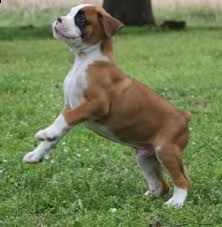 hanno un regalo adottando cuccioli  boxer  adorabili cuccioli e carino maschi e femmine. i nostri cu