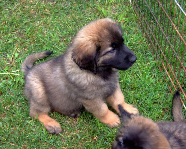  cuccioli di leon berger  siamo urgentemente alla ricerca di una nuova casa per i nostri cuccioli di