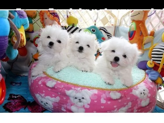 4 cuccioli di maltese toy