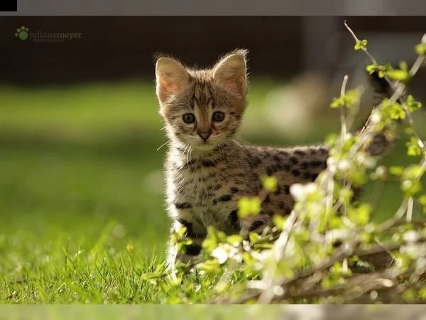 cuccioli di savannah | Foto 0