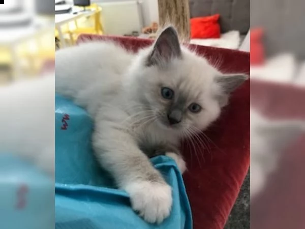 cuccioli di siamese | Foto 0