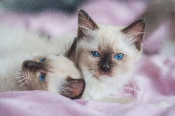 cuccioli di siamese