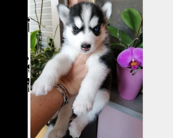 vendita cucciolo cuccioli husky siberiano adorabili