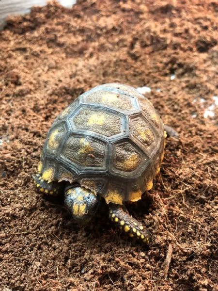 tartarughe di terra di razza sulcata | Foto 1