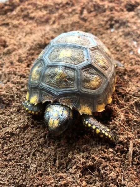 tartarughe di terra di razza sulcata | Foto 0