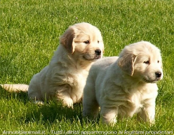 vendita cucciolo cuccioli di golden retriever