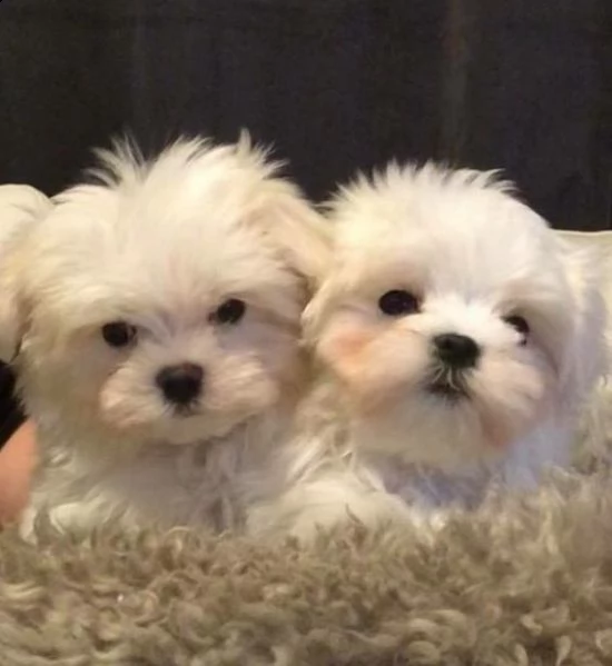 maltese mini mini toy