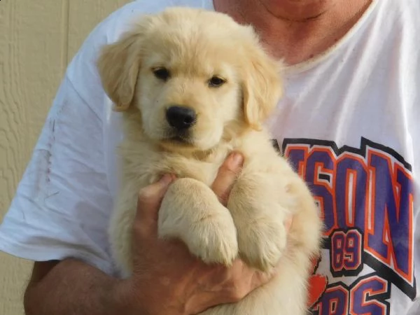 regalo golden retriever cuccioli per l'adozione