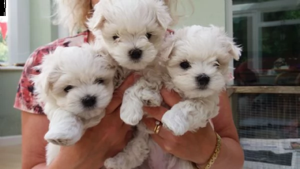 cuccioli di maltese mini toy toy