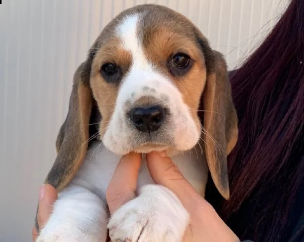 vendita cucciolo cuccioli beagle alta genealogia genitori visibili allevamento