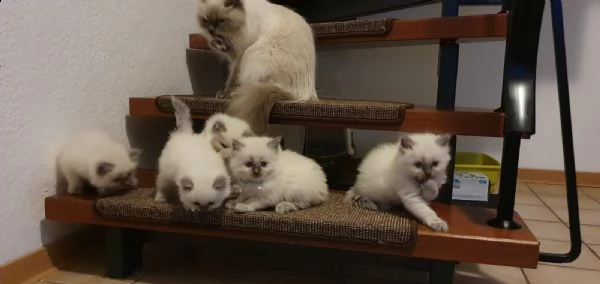 cuccioli di gatti siberiani ipoallergenico