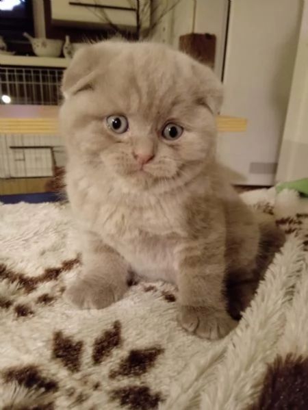 cucciolo scottish fold maschio/femmina | Foto 1