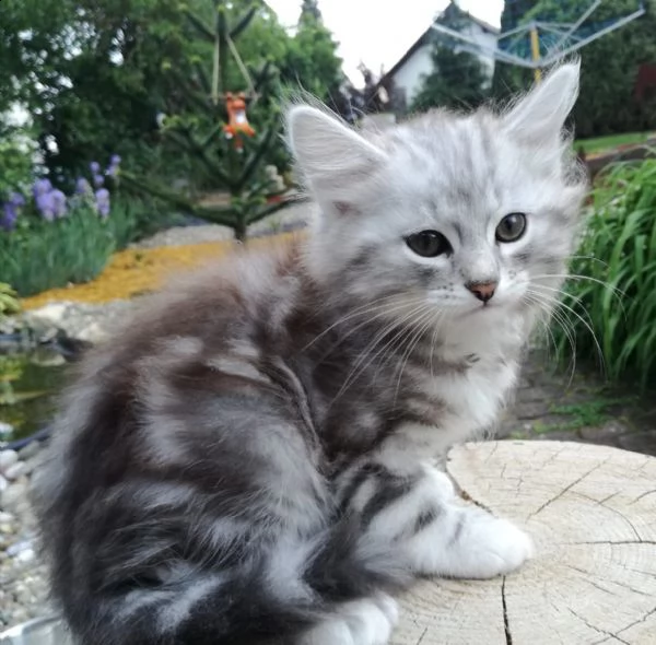 cuccioli di gatto siberiano