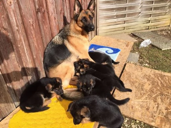 cuccioli di pastore tedesco