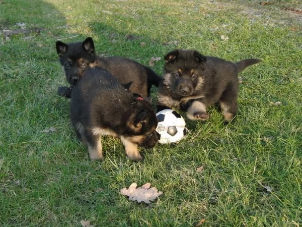 cuccioli di pastore tedesco | Foto 0