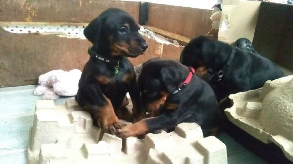 campioni di cuccioli di razza dobermann