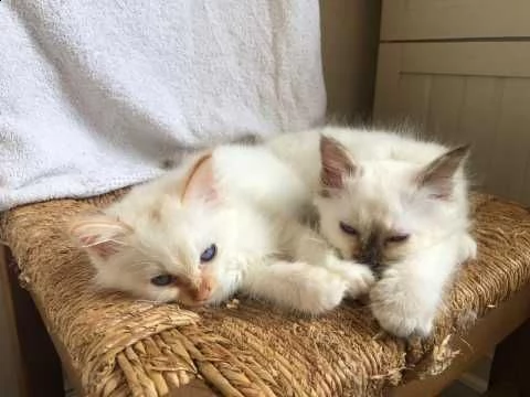 birman kittens maschio e femmina