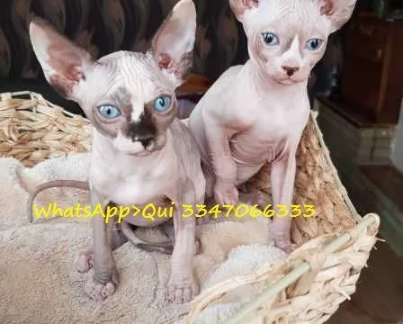 canadian sphynx di 3 mesi