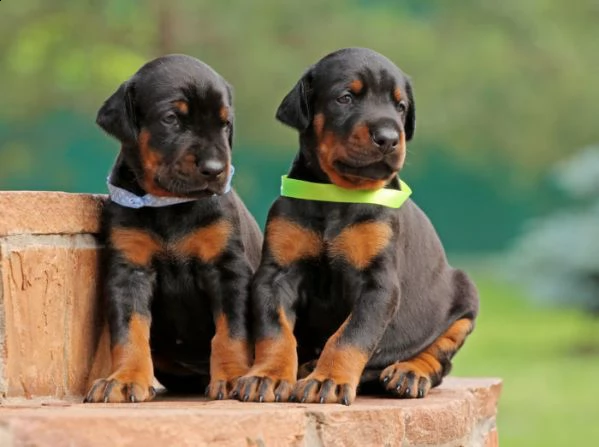 regalo adorabili cuccioli di dobermann femminucce e maschietti disponibili per l'adozione gratuita i