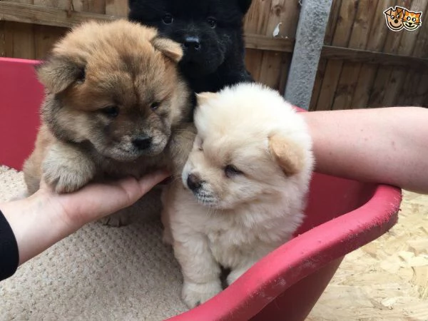 regalo cuccioli di chow chow maschi e femmine  cuccioli di cane razza chow chow maschio e femmina ve