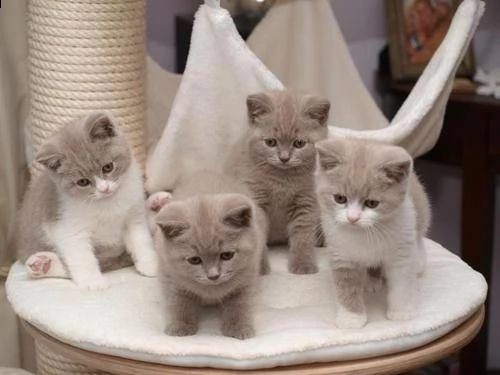  gattini british shorthair, pedigree (in regalo)   disponibili subito bellissimi gattini british sho