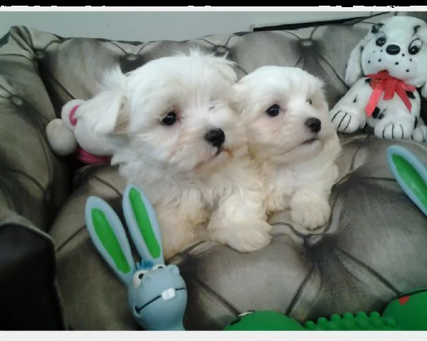 cuccioli maltese pedigree enci | Foto 0