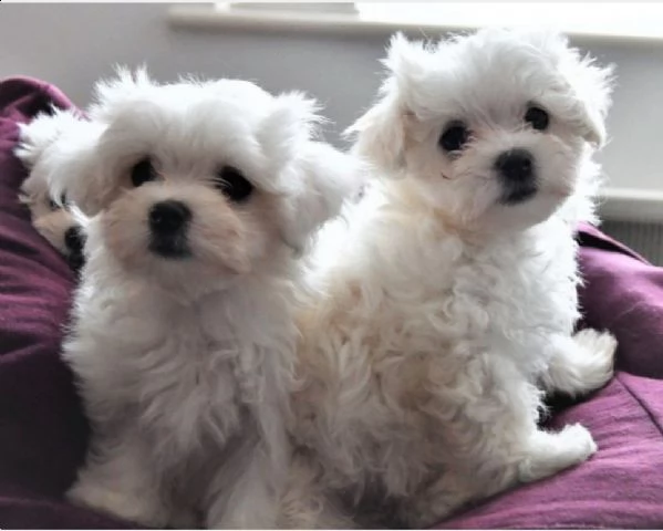 cuccioli maltese pedigree enci