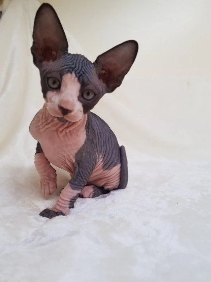 canadian sphynx di 3 mesi | Foto 1