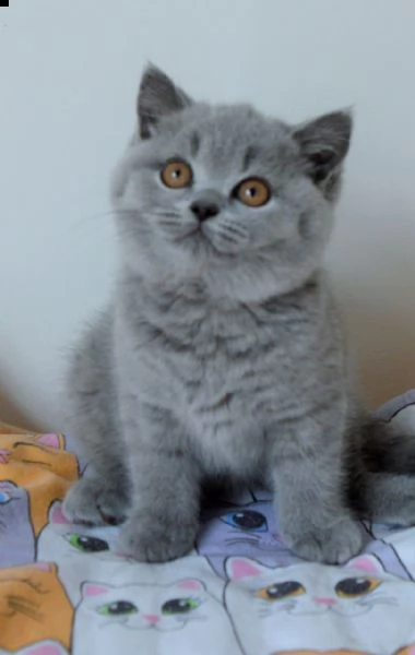 british shorthair blue smoke | Foto 3