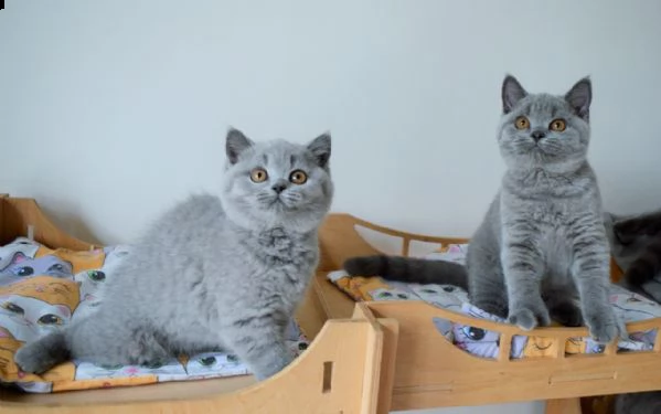 british shorthair blue smoke