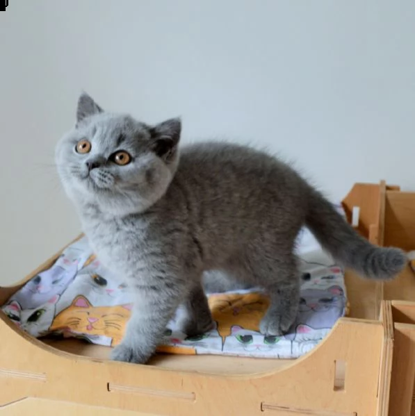 british shorthair blue smoke | Foto 2