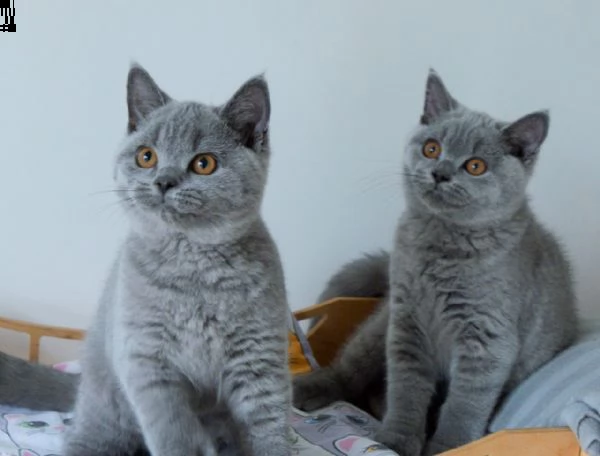 british shorthair blue smoke | Foto 1