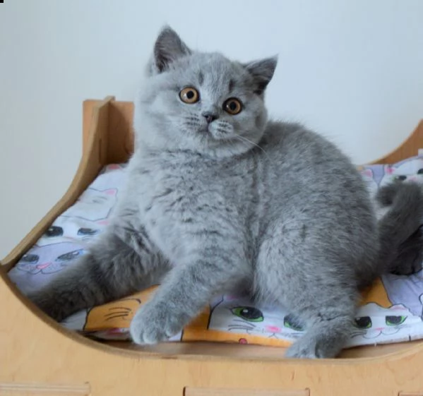 british shorthair blue smoke | Foto 0