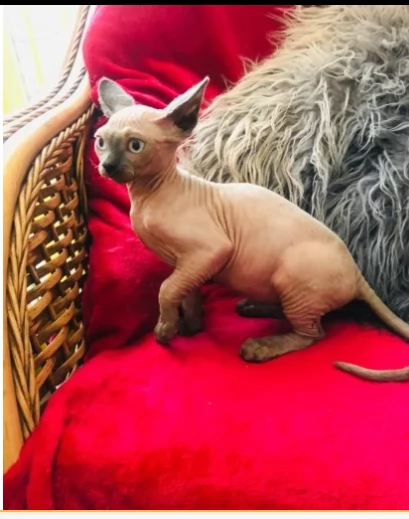 sphynx di 3 mesi blue point