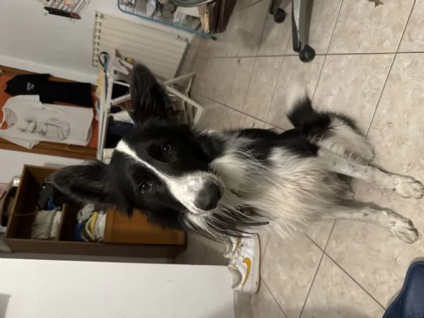 Border Collie Maschio Dominante Accoppiamento 