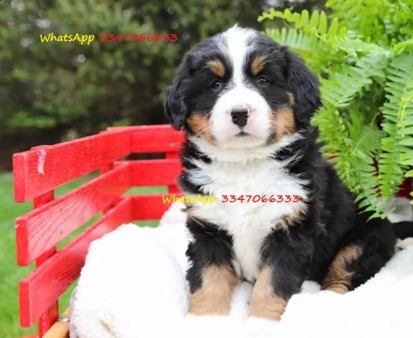 bovaro del bernese pedigree