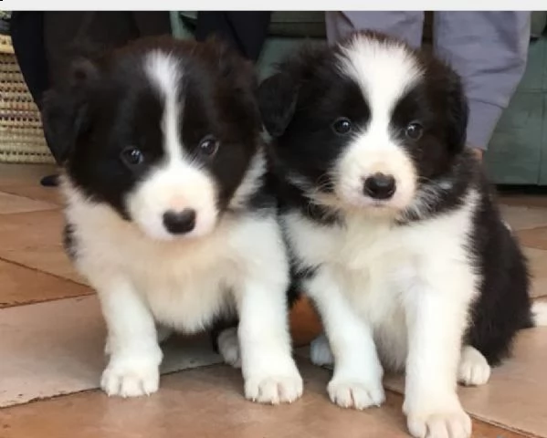 cuccioli di border collie (disponibili per l'adozi