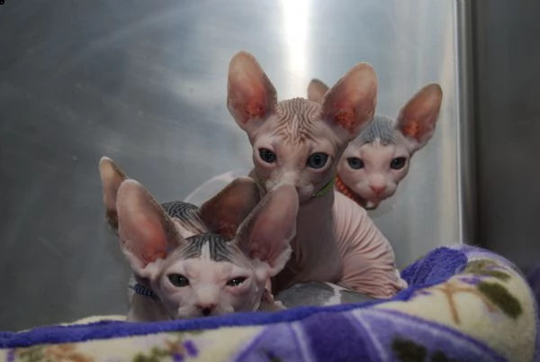 gattini di sphynx