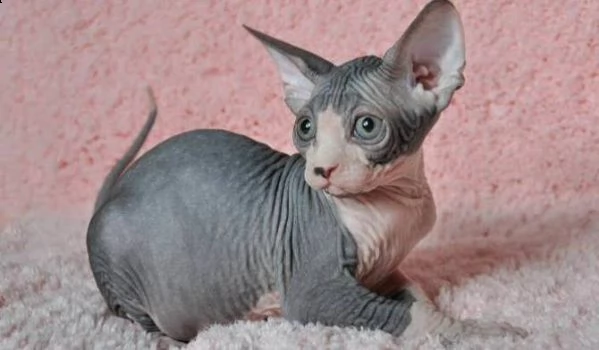 gattini sphynx 5