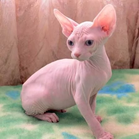 gattini sphynx 5 | Foto 2