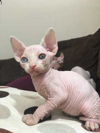 gattini sphynx 5 | Foto 1