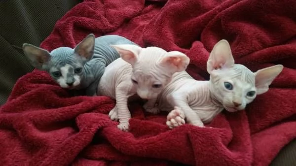 cuccioli di sphynx 5