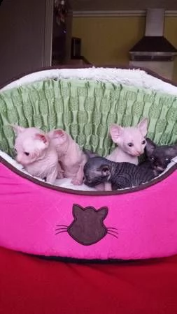 5 bellissimo sphynx  