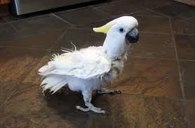 cacatua di pappagalli i ucelli di pappagalli sono disponibili per l'adozione, con tutte le vaccinazi