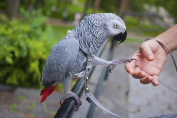 cenerino di pappagalli i ucelli di pappagalli sono disponibili per l'adozione, con tutte le vaccinaz