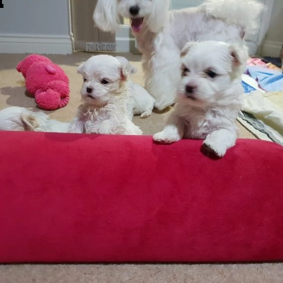 4 cuccioli di maltese toy